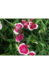 10 Adet Tohum Nadir Çin Karanfili Çiçeği Tohumu Çin Karanfil Çiçek Saksı thumbnail 3