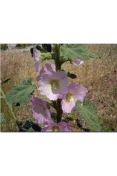 10 Adet Tohum Nadir Bulunan Fatma Gül Çiçeği thumbnail 3