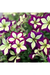 10 Adet Tohum Nadir Petunya Çiçeği Tohumu Petunya Çiçek Tohumu Saksı Toprak Hediyemiz thumbnail 1