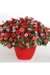 10 Adet Tohum Nadir Petunya Çiçeği Tohumu Petunya Çiçek Tohumu Saksı Toprak Hediyemiz thumbnail 2