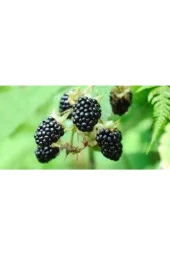 30 Adet Tohum Eko Paket Böğürtlen Tohumu Ahududu Tohumu Ithal Süpriz Hediye Bonsai Ağacı Tohumu thumbnail 3