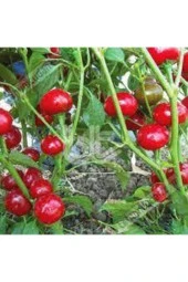 10 Adet Tohum Nadir Tatlı Burkita Biberi Tohumu Biber Tohumu Süpriz Hediye Sebze Tohumu thumbnail 2