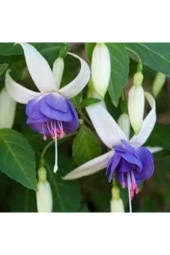 15 Adet Tohum Nadir Mor Küpeli Çiçeği thumbnail 2