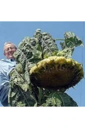 5 Adet Dev Ayçiçeği Tohum Ayçiçeği Çekirdek Tohumu Nadir Ithal Ayçiçeği thumbnail 2