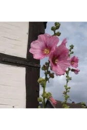 10 Adet Tohum Nadir Bulunan Fatma Gül Çiçeği thumbnail 4