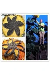 5 Adet Dev Ayçiçeği Tohum Ayçiçeği Çekirdek Tohumu Nadir Ithal Ayçiçeği thumbnail 3