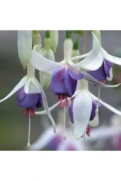 15 Adet Tohum Nadir Mor Küpeli Çiçeği thumbnail 3