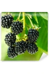 30 Adet Tohum Eko Paket Böğürtlen Tohumu Ahududu Tohumu Ithal Süpriz Hediye Bonsai Ağacı Tohumu thumbnail 1