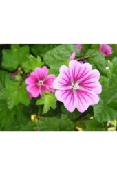 10 Adet Tohum Nadir Bulunan Fatma Gül Çiçeği thumbnail 2