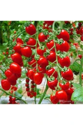 10 Adet Tohum Saksılık Kiraz Domates Tohumu Misket Doamtes Saksı Toprak Sürpsiz thumbnail 1