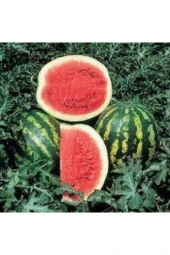 250 Adet Tohum Süper Paket Meşhur Crimson Sweet Karpuzu Tohumu Karpuz Tohumu Sürpriz Hediyeli thumbnail 2