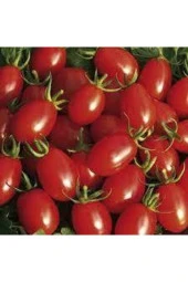 10 Adet Tohum Saksılık Kiraz Domates Tohumu Misket Doamtes Saksı Toprak Sürpsiz thumbnail 2