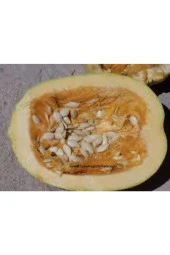 65 Adet Tohum Eko Paket Çekirdeklik Nevşehir Kaliteli Kabak Çekirdeği Tohumu thumbnail 3