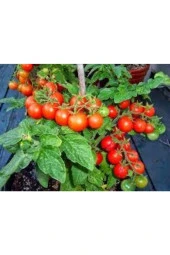 10 Adet Tohum Saksılık Kiraz Domates Tohumu Misket Doamtes Saksı Toprak Sürpsiz thumbnail 3