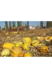 65 Adet Tohum Eko Paket Çekirdeklik Nevşehir Kaliteli Kabak Çekirdeği Tohumu thumbnail 4