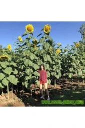 5 Adet Dev Ayçiçeği Tohum Ayçiçeği Çekirdek Tohumu Nadir Ithal Ayçiçeği thumbnail 1