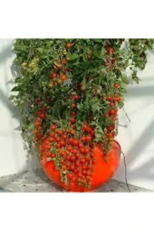 10 Adet Tohum Saksılık Kiraz Domates Tohumu Misket Doamtes Saksı Toprak Sürpsiz thumbnail 4