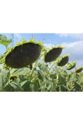 Tohum Ay Çekirdeği Çiğdem Güne Bakan Tohumu Saksı Toprak 12 Adet thumbnail 1