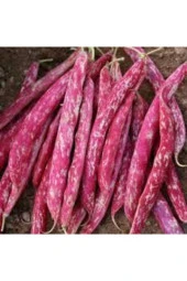 30 Adet Tohum Süper Paket Oturak Barbunya Tohumu Fasulye Tohumu Fasülye Tohumu Sürpriz Hediyeli thumbnail 2