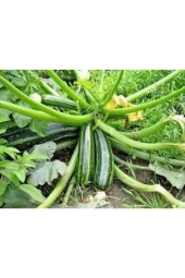 75 Adet Tohum Eko Paket Kara Kolsuz Kabak Tohumu Lezzetli Kabak Sürpriz thumbnail 2