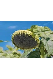 Tohum Ay Çekirdeği Çiğdem Güne Bakan Tohumu Saksı Toprak 12 Adet thumbnail 2