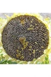 Tohum Ay Çekirdeği Çiğdem Güne Bakan Tohumu Saksı Toprak 12 Adet thumbnail 3