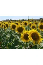 Tohum Ay Çekirdeği Çiğdem Güne Bakan Tohumu Saksı Toprak 12 Adet thumbnail 4