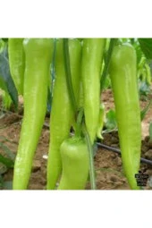 25 Adet Tohum Eleneksel Tatlı Çarliston Biber Tohumu Süpriz Hediye Sebze Tohumu thumbnail 1