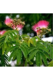 10 Adet Tohum Gülibrişim Ağacı Tohumu Gülibrişim Tohumu Sürpriz Hediye Bonsai Ağacı Tohumu thumbnail 2