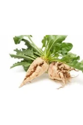 30 Adet Tohum Şeker Pancarı Tohumu Beyaz Şeker Pancarı Tohumu Sürpriz Hediye thumbnail 2