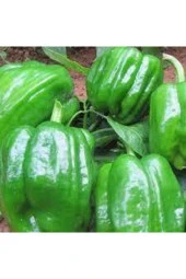 100 Adet Tohum Eko Paket Dolmalık Meşhur Antep Biberi Tohumu thumbnail 2