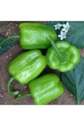 100 Adet Tohum Eko Paket Dolmalık Meşhur Antep Biberi Tohumu thumbnail 3