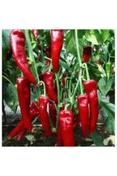 50 Adet Tohum Kırmızı Kapya Biber Tohumu Etli Pat Biber Kebaplık Biber Sürpriz Hediye Tohumlu thumbnail 1