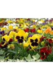 Dev Isviçre Menekşesi 10 Adet Tohum thumbnail 4