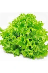 1000 Adet Tohum Eko Paket Kıvırcık  Geniş Yapraklı Maydonoz Tohumu thumbnail 3