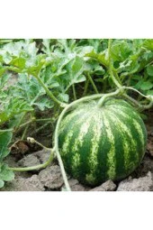 10 Adet Tohum Nadir Karpuz Bal Karpuz Tohumu Crimson Sweet thumbnail 4