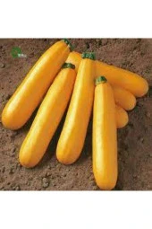 3 Adet Tohum Sarı Endonezya Altın Kabak Kolsuz Sarı Kabak Tohumu thumbnail 2