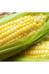 100 Adet Tohum Eko Paket Süt Mısırsüt Mısır Tohumu Darı Tohumu Mısır Tohumu - 3