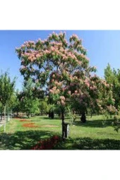 10 Adet Tohum Gülibrişim Ağacı Tohumu Gülibrişim Tohumu Sürpriz Hediye Bonsai Ağacı Tohumu thumbnail 1