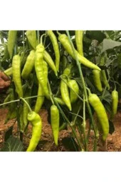 25 Adet Tohum Eleneksel Tatlı Çarliston Biber Tohumu Süpriz Hediye Sebze Tohumu thumbnail 2