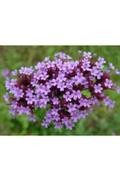 10 Adet Tohum Mine Çiçeği Tohumu Karışık Mine Çiçeği Tohumu Saksı Toprak thumbnail 2