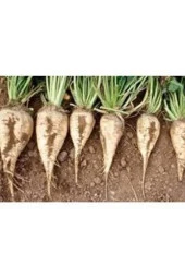 30 Adet Tohum Şeker Pancarı Tohumu Beyaz Şeker Pancarı Tohumu Sürpriz Hediye thumbnail 1