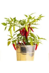 Tohum Acı Burbiye Biber Tohumu Yediveren Biber Tohumu Saksı Toprak 25 Adet thumbnail 2