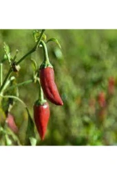 Tohum Acı Burbiye Biber Tohumu Yediveren Biber Tohumu Saksı Toprak 25 Adet thumbnail 3