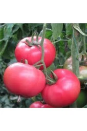 150 Adet Tohum Iri Pembe Domates Tohumu Orjinal Köy Domatesi thumbnail 1