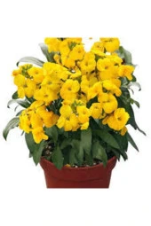 10 Adet Tohum Nadir Sarı Şebboy Çiçeği Tohumu Saksı Toprak thumbnail 1