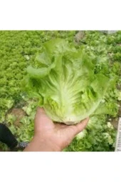 1000 Adet Tohum Eko Paket Kıvırcık  Geniş Yapraklı Maydonoz Tohumu thumbnail 2