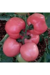 İri Pembe Domatesi 20 Adet Tohum thumbnail 3