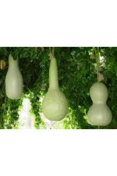 15 Adet Tohum Su Kabağı Tohumu Nadir Su Kabağı Kabak Tohumu thumbnail 2