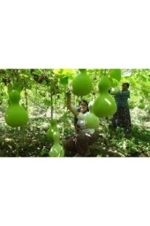 15 Adet Tohum Su Kabağı Tohumu Nadir Su Kabağı Kabak Tohumu thumbnail 3